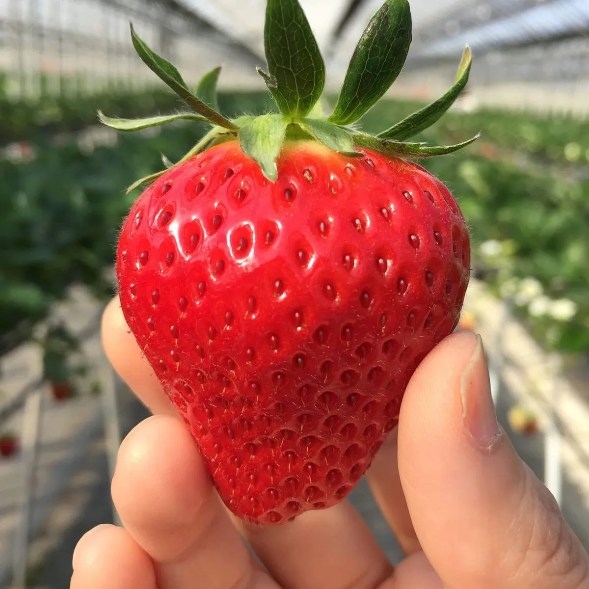 鮮やかな赤色が美しい大粒の苺「女峰」