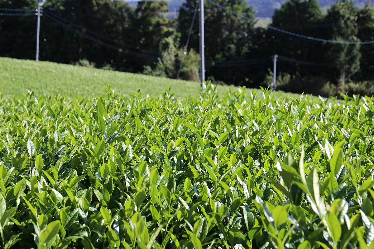 滋賀県土山町の青々と茂る美しい茶園の風景