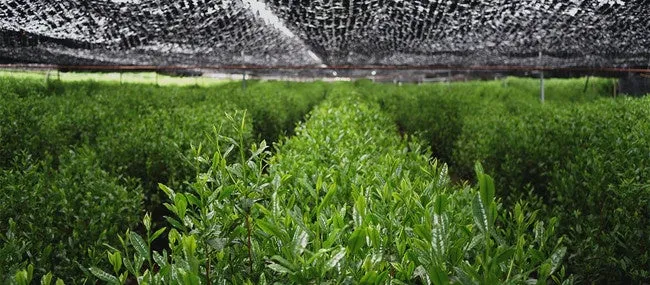 京都・宇治の契約茶農家で大切に育てられている茶畑の様子
