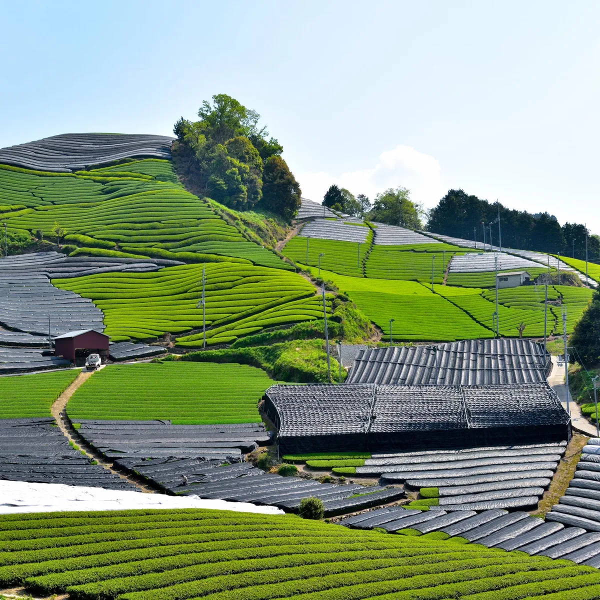 宇治の美しい茶畑
