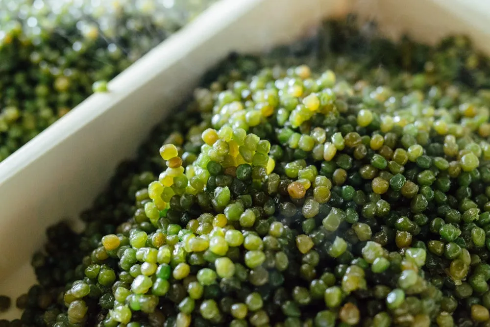 くろ玉の主原料となる、ふっくらと炊き上げられた青えんどう豆