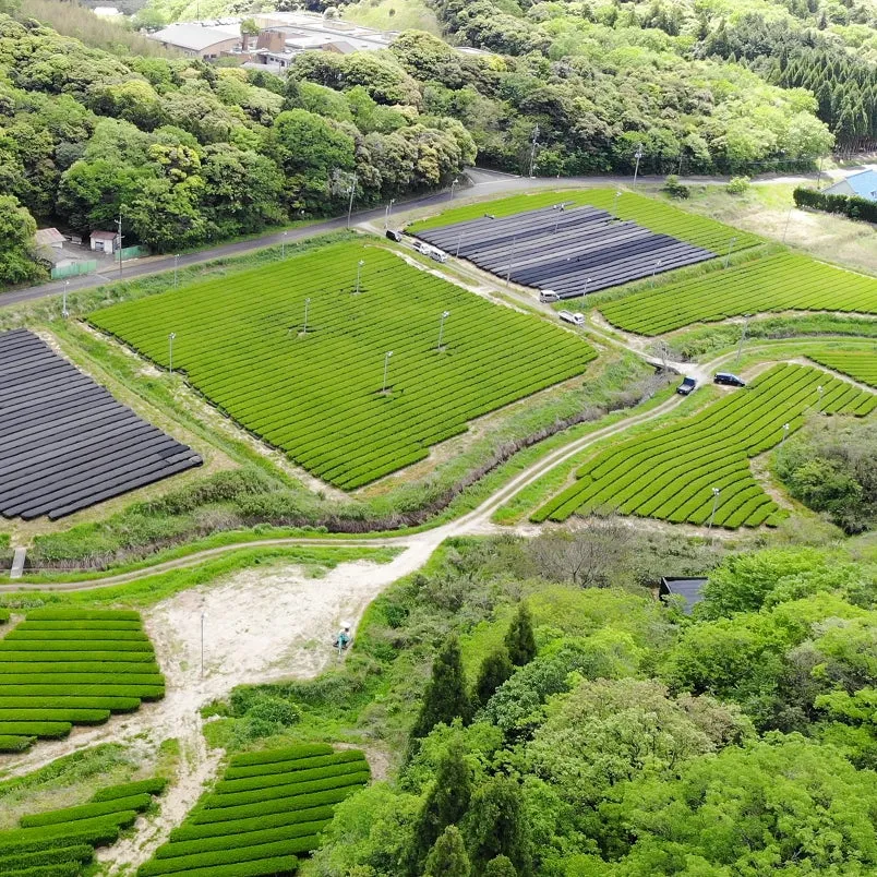 桃翠園が管理する広大な茶畑の風景