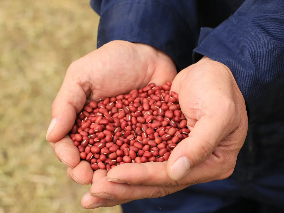 両手いっぱいにすくい上げられた艶やかな北海道産小豆