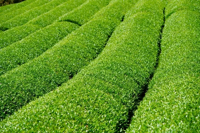 鮮やかな緑が広がる茶畑の風景