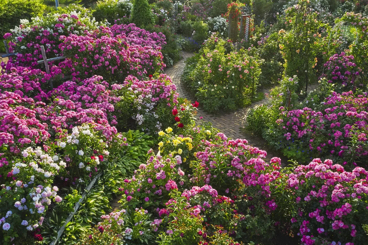 色とりどりのバラが咲き誇るロイズローズガーデン