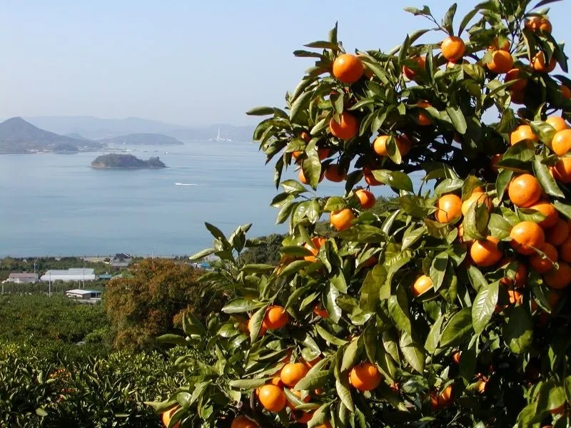 瀬戸内海の風景とたわわに実る甘夏の木