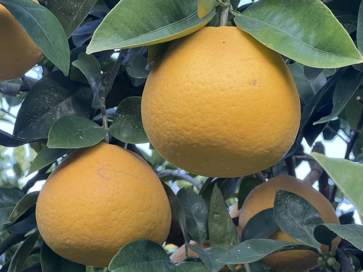 園内でたわわに実る新鮮な柑橘