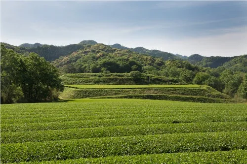 高橋製茶の美しい茶畑