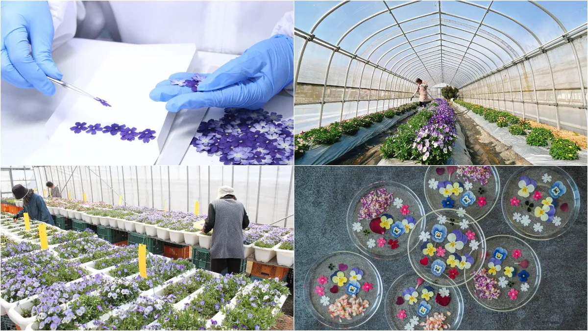 ピンセットを使って丁寧に食用花を加工する様子と花の栽培ハウス