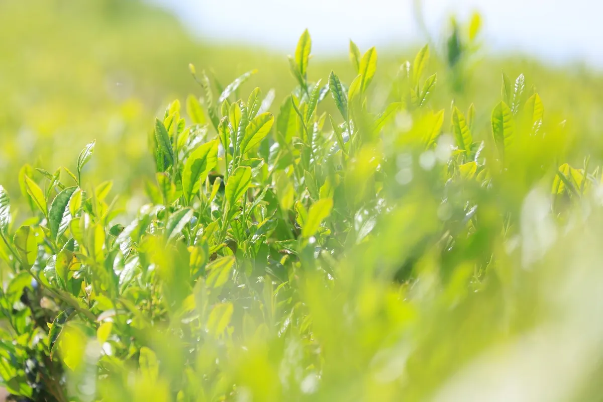 鮮やかな緑色が美しい新茶の茶葉