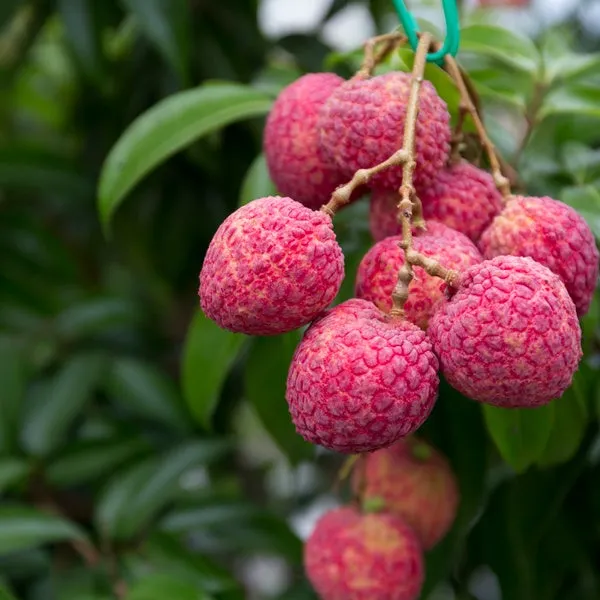 木から吊り下がる、鮮やかな赤色が美しい宮崎県産の生ライチ