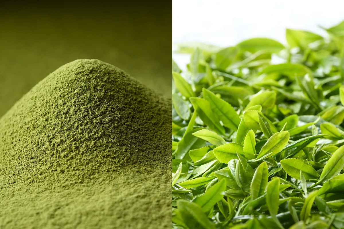 石臼で挽かれた鮮やかな抹茶粉末と瑞々しい茶葉